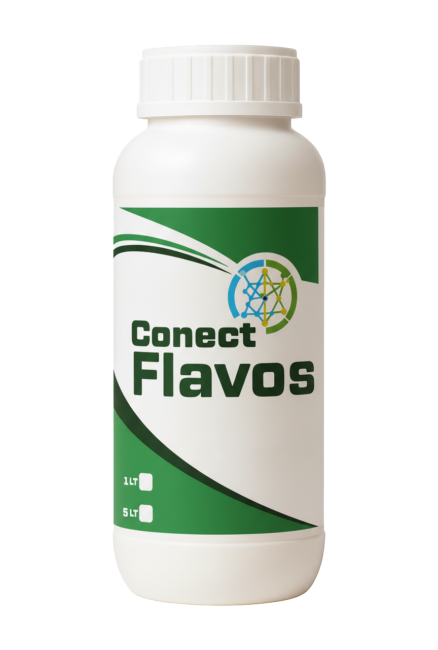 Conect Flavos